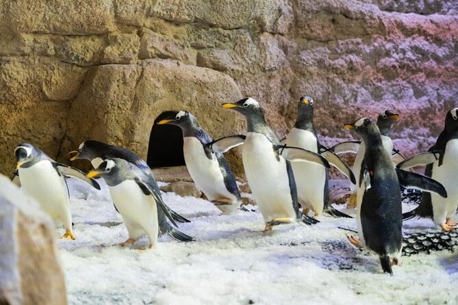 Dubai Aquarium and Underwater Zoo Admission Tickets. - Including Penguin Cove Admission