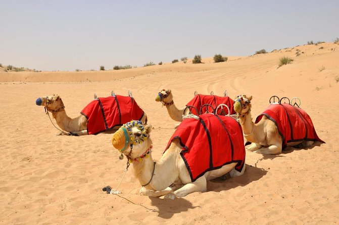 Dubai: Premium Red Dunes Safari, Camel Ride, BBQ & Al Marmoom Oasis